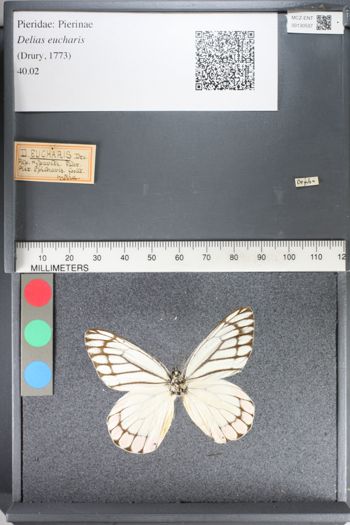 Media type: image;   Entomology 130537